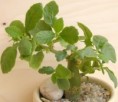 Dorstenia hildebrandtii var. hildebrandtii Engler